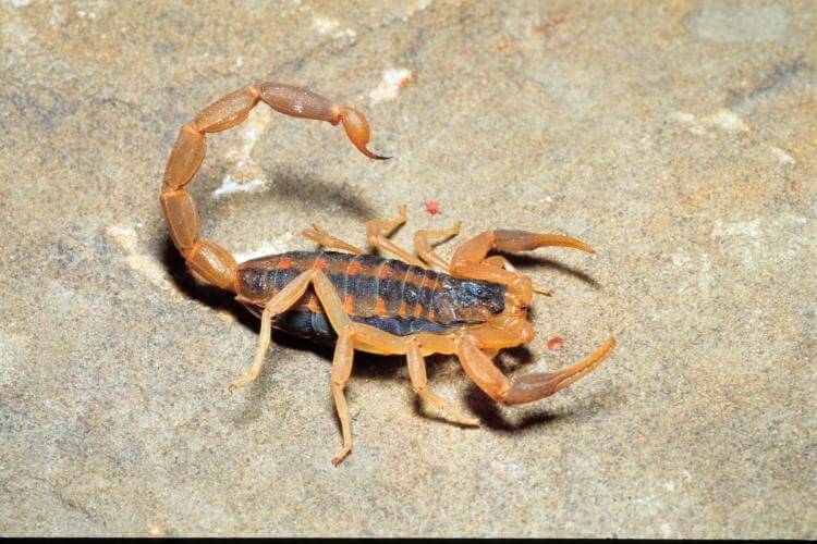7 of the Most Dangerous Animals Found in Texas When In Your State