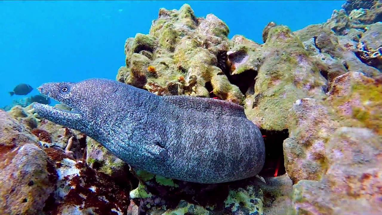 7 of the Most Dangerous Animals Found in Hawaii When In Your State