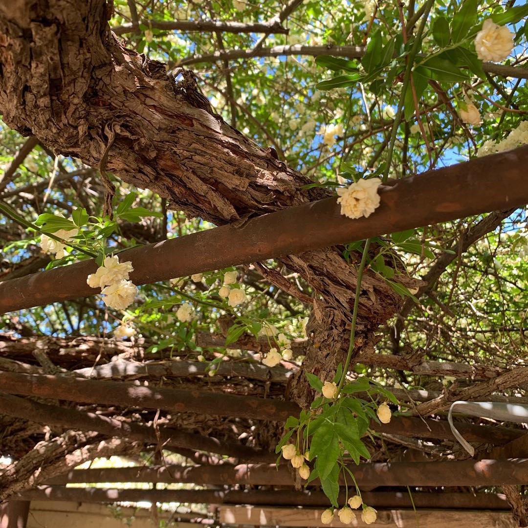 You Can Find the World's Largest Rose Tree at this Tombstone Museum