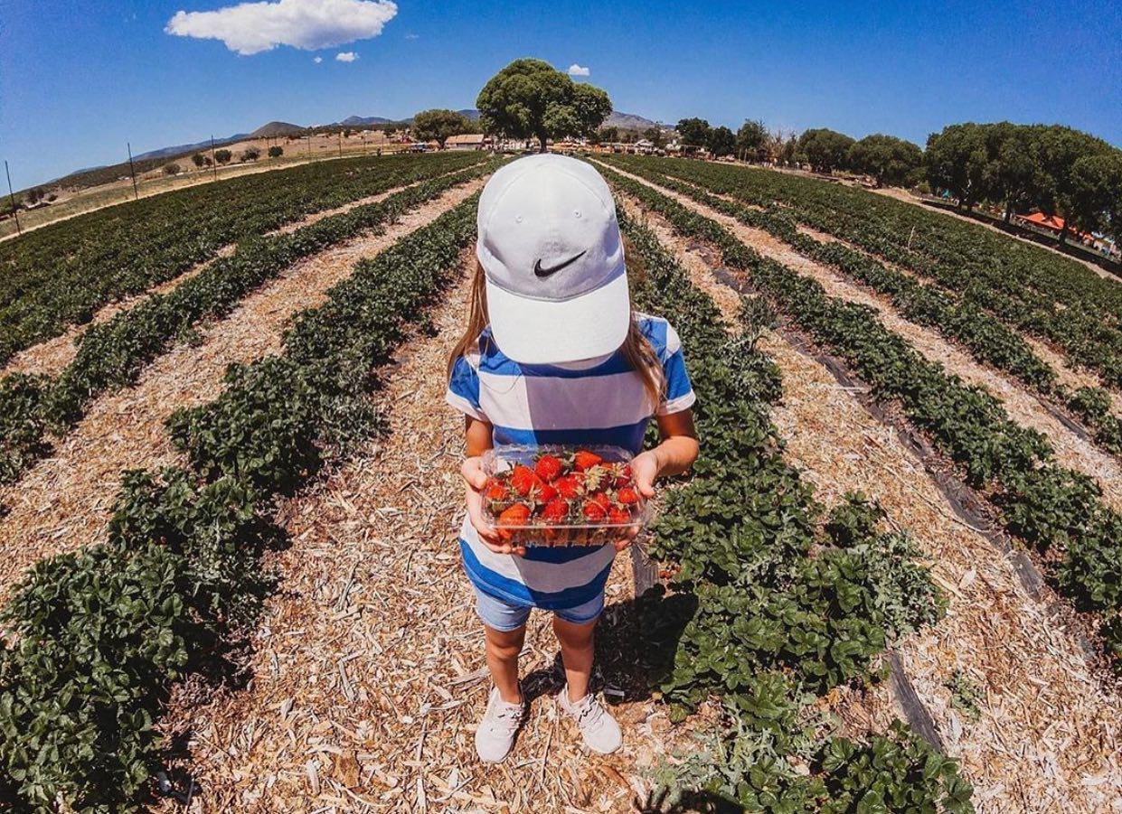 Mortimer Farms Strawberries When In Your State