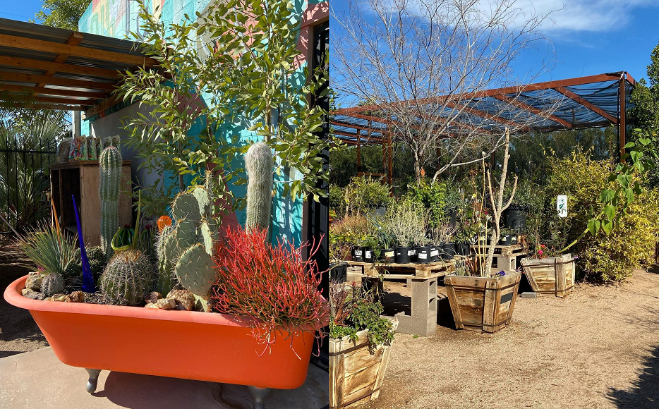 These 5 Plant Shops in Phoenix Will Make You Try a Green New Hobby
