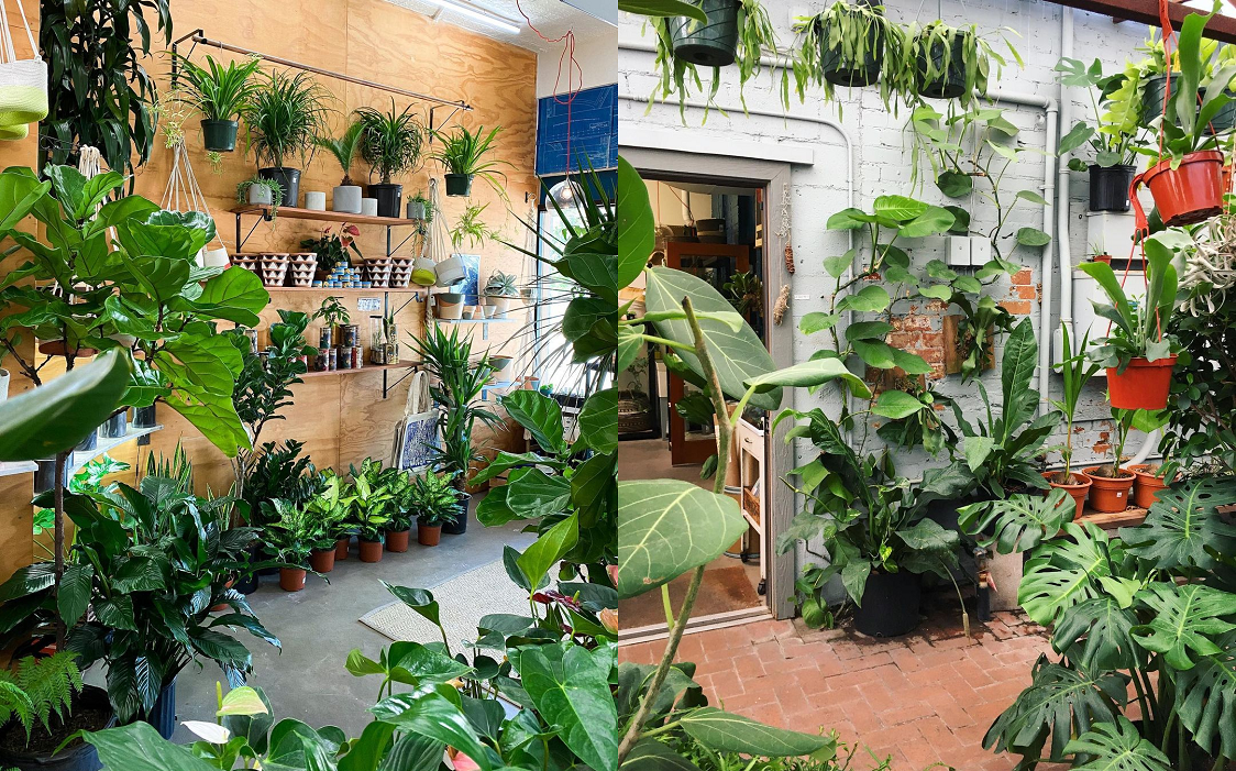 These 5 Plant Shops in Phoenix Will Make You Try a Green New Hobby