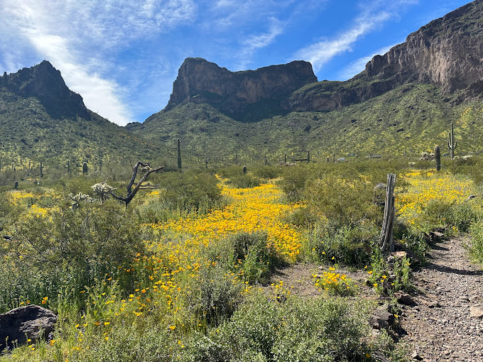 Here Are The 10 Best Places to See Blooming Wildflowers in Arizona