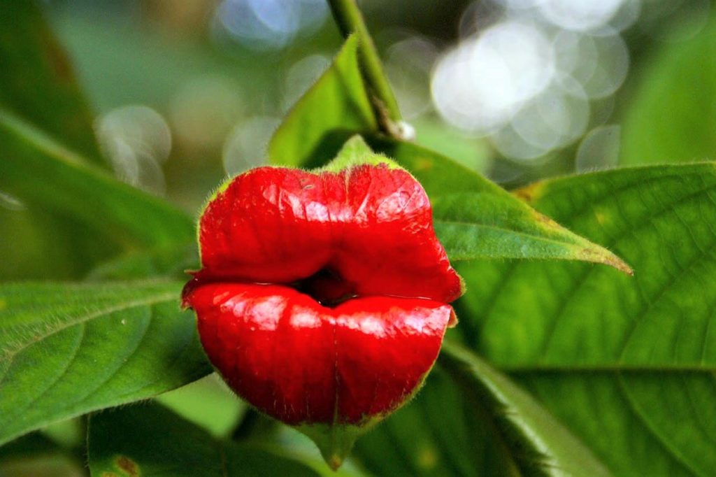 Psychotria Elata aka Hooker’s Lips Latin America’s Kissable Flower