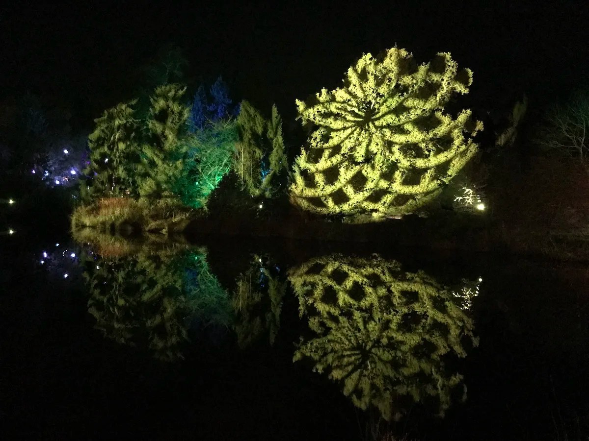 Bedgebury Christmas Light Trail Festive Fun For All The Family