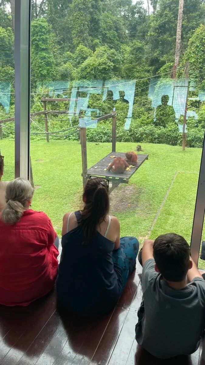 Sepilok Orangutans Ultimate Bucketlist Orangutan Experience in Borneo