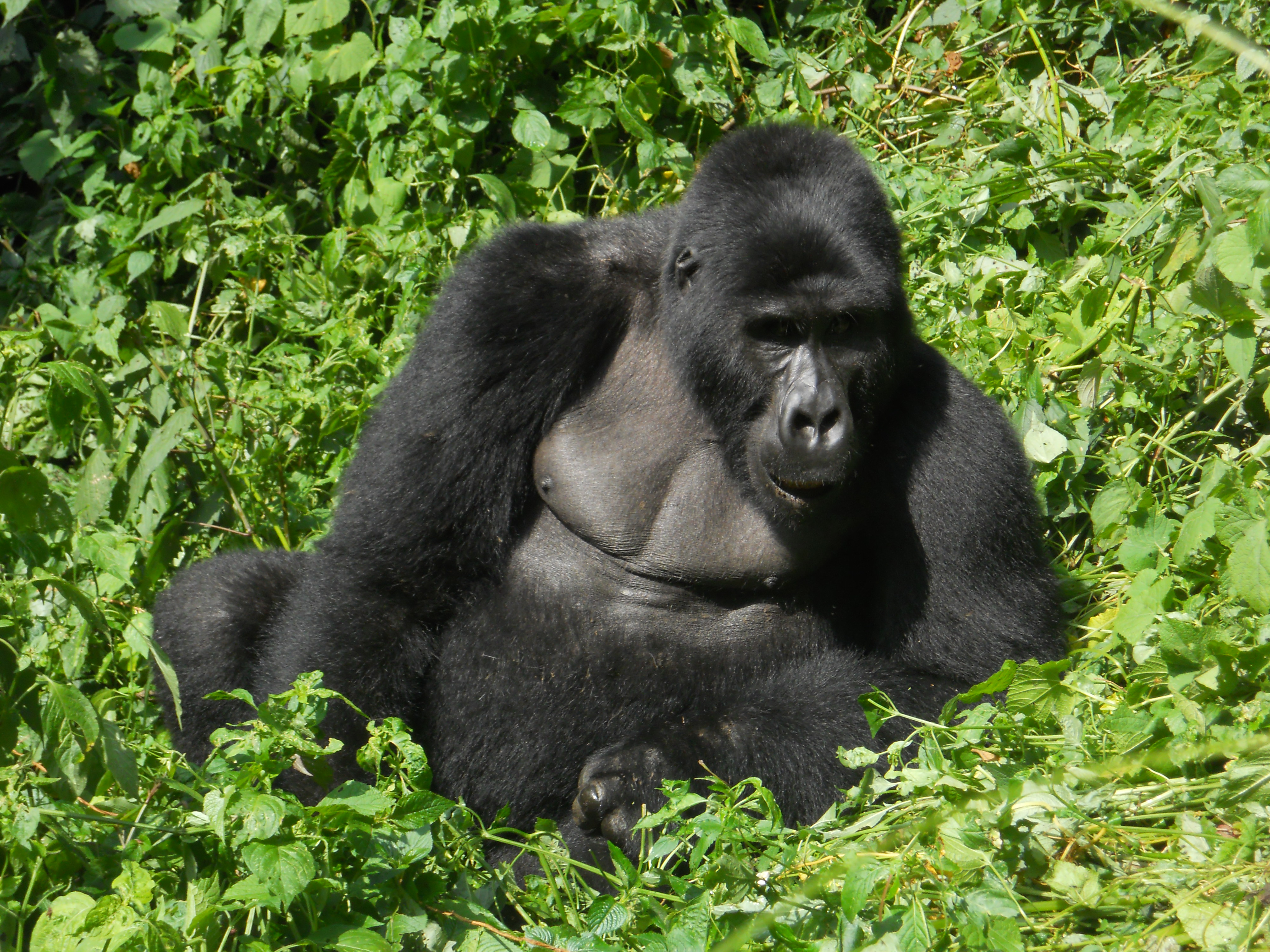 Tracking the Mountain Gorillas Where is Yvette?