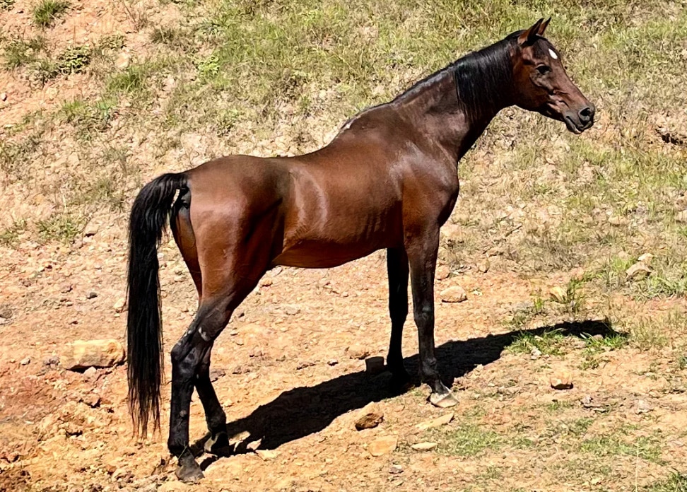 Race To Kindness Where Pigs Fly