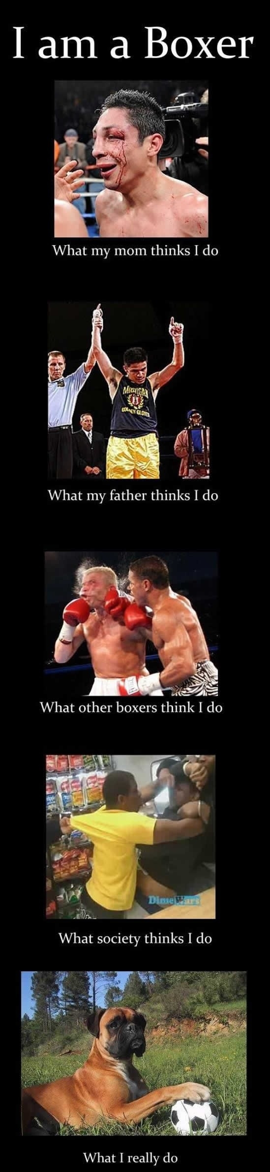 I am a boxer