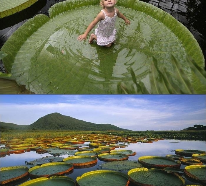 Victoria Amazonica