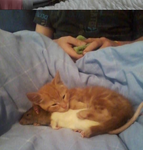 Cats in love with mice