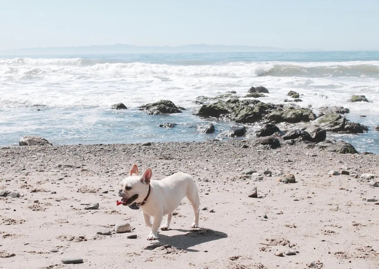 Santa Barbara DogFriendly Guide • Where's The Frenchie?