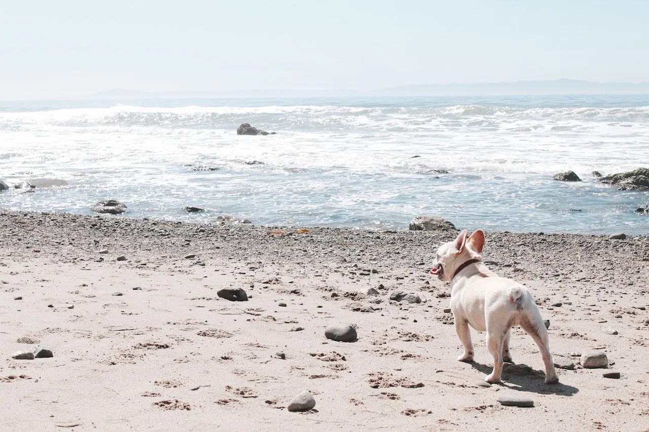 Santa Barbara DogFriendly Guide Where's The Frenchie?