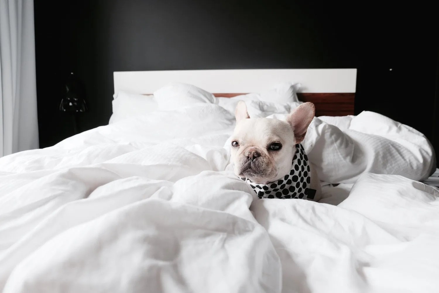 Paris DogFriendly Guide • Where's The Frenchie?