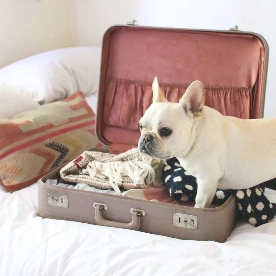 Airlines That Allow Dogs InCabin to Paris France Where