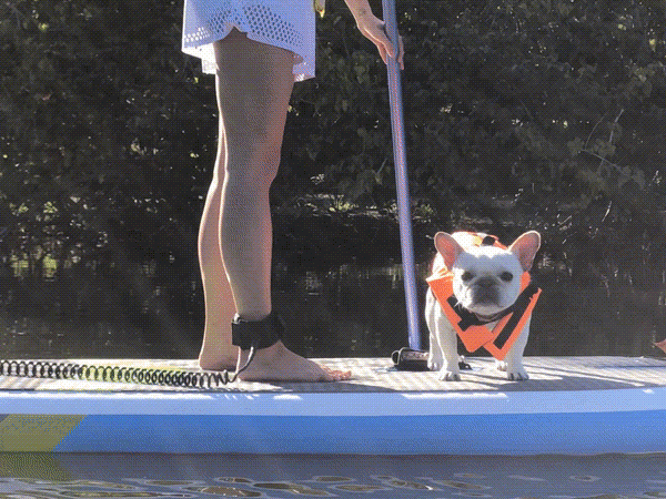 Miami Dog Friendly Getaway Where S The Frenchie
