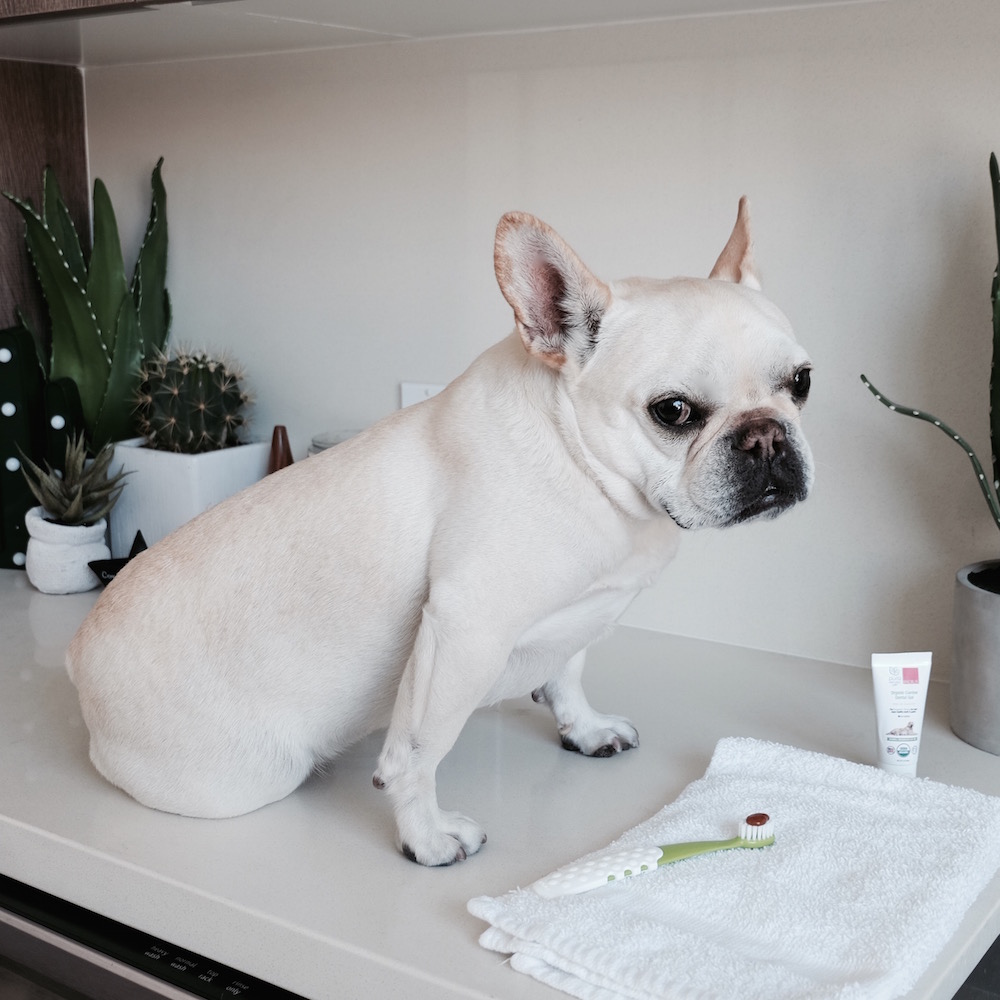 How To Clean Your Dog's Teeth At Home Where's The Frenchie?