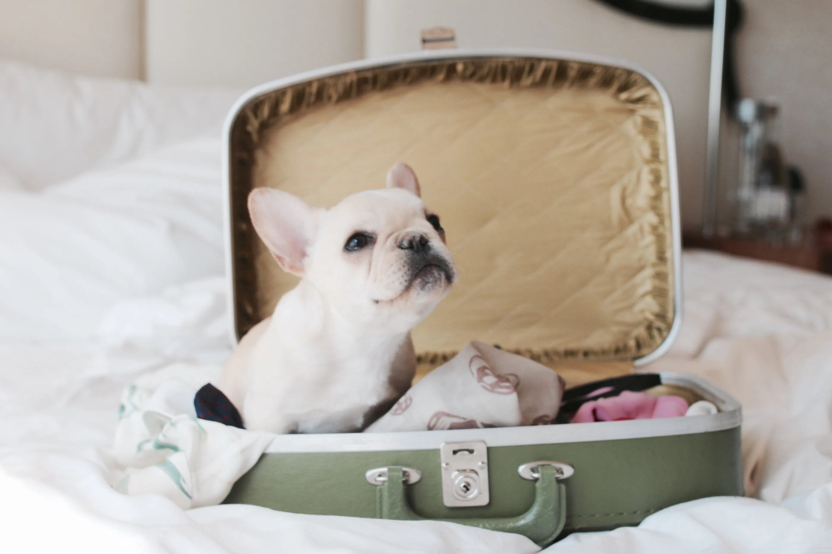 Ultimate Guide To Travel Hacks + Tips For Traveling With Your Dog
