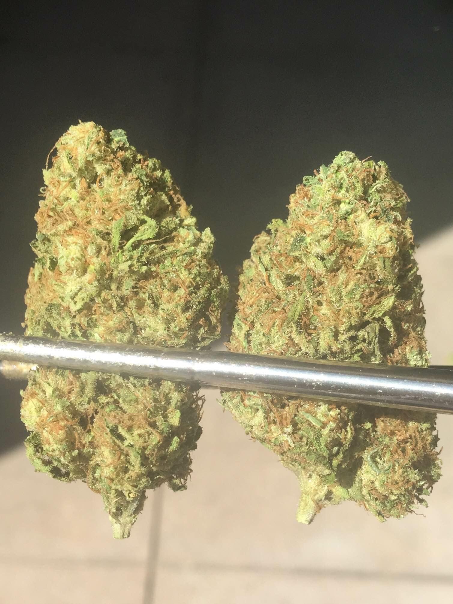 New York City Diesel Strain Information & Reviews Where's Weed