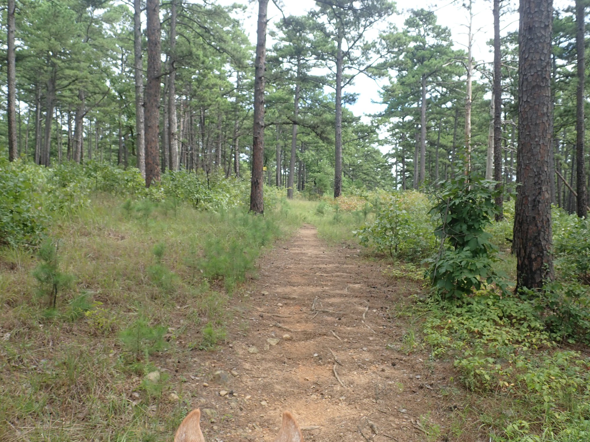 Cedar Lake Equestrian Camp, Hodgen OK