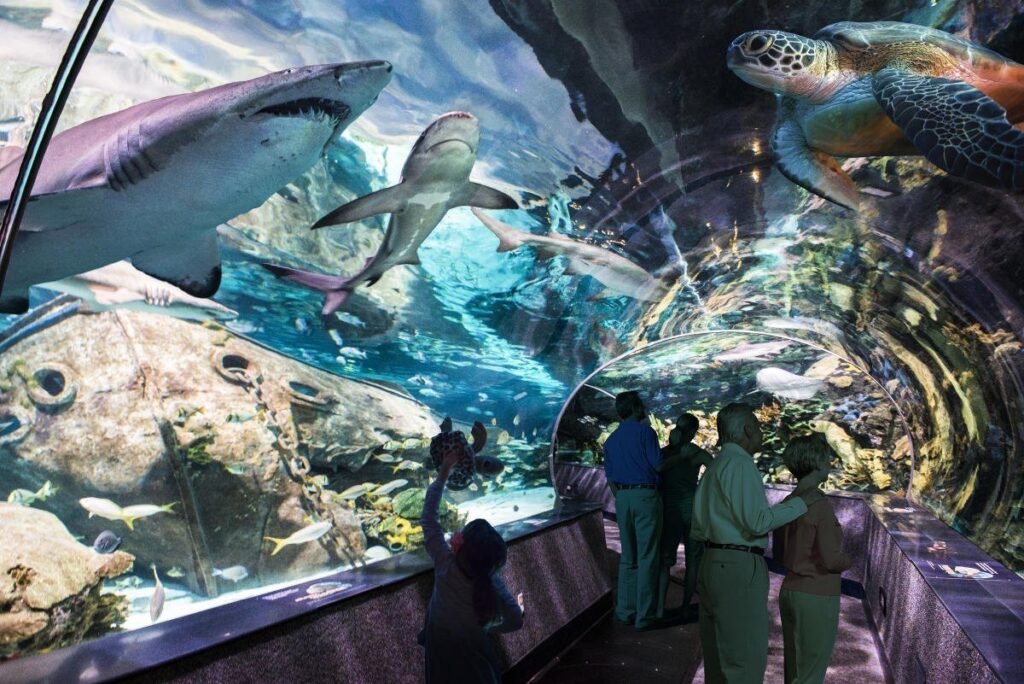 Top 10 Aquariums in the United States Where to go next