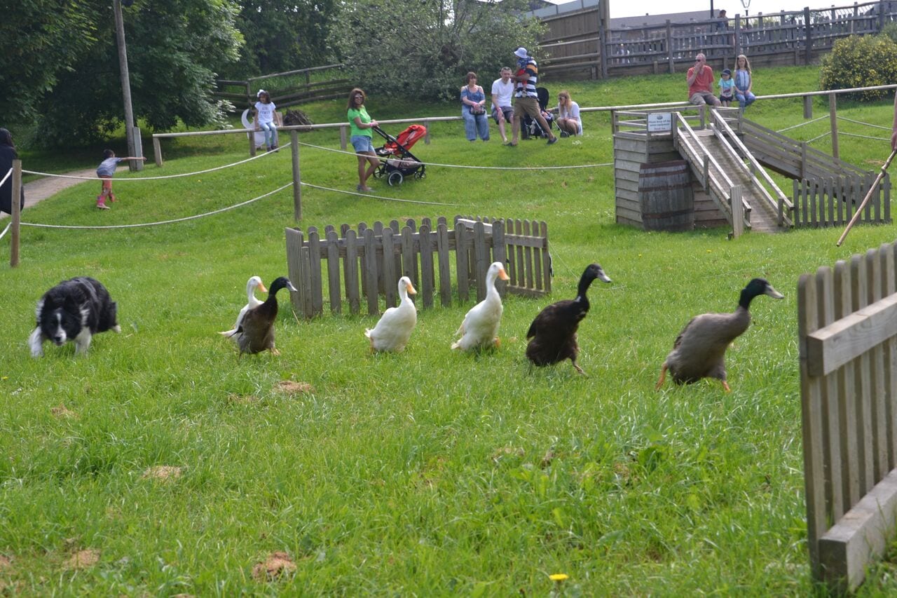 Aprender sobre 97+ imagem willows activity farm br.thptnganamst.edu.vn