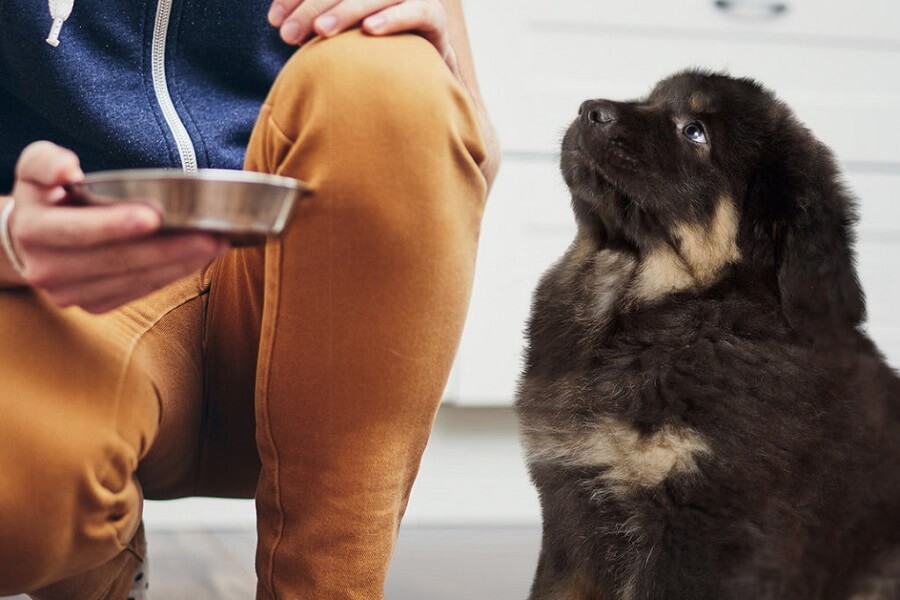 Fetch! Pet Care Franchise UK whichfranchise Master