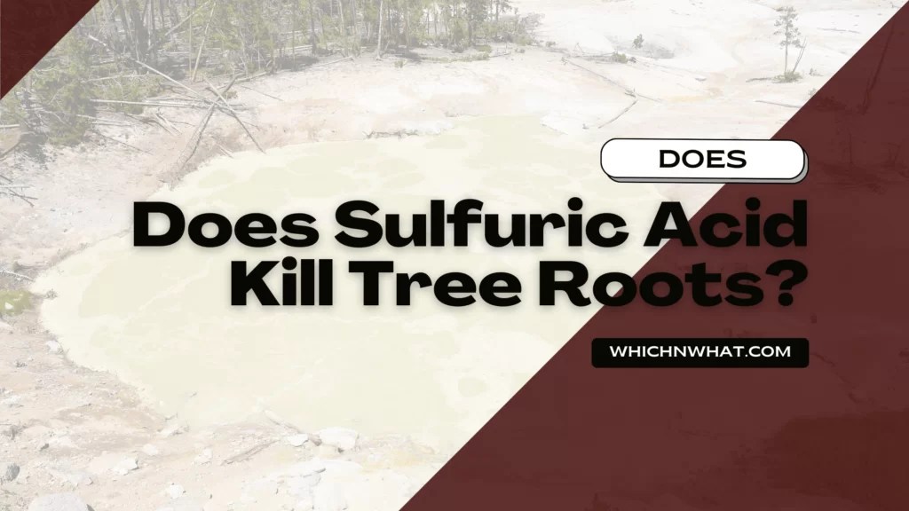 Does Sulfuric Acid Kill Tree Roots? Easy Options Which & What
