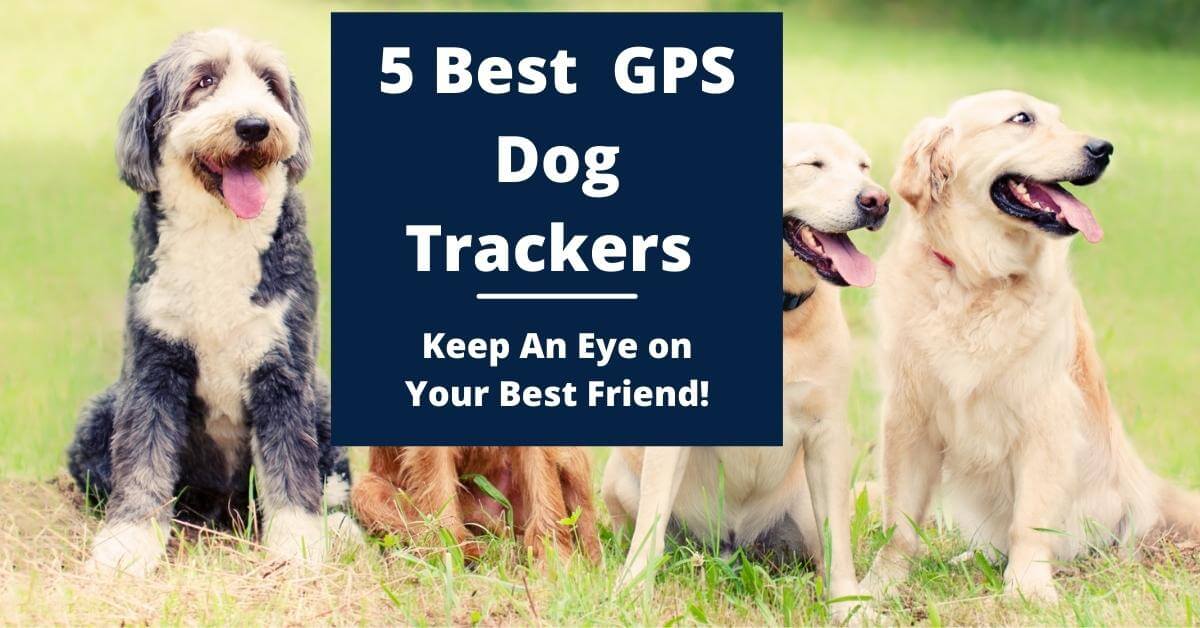 5 Best GPS Trackers for Dogs say goodbye to lost pets WhichSatNav