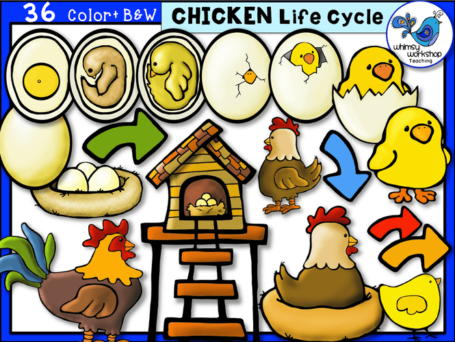 Life Cycle Chicken Whimsy Teaching