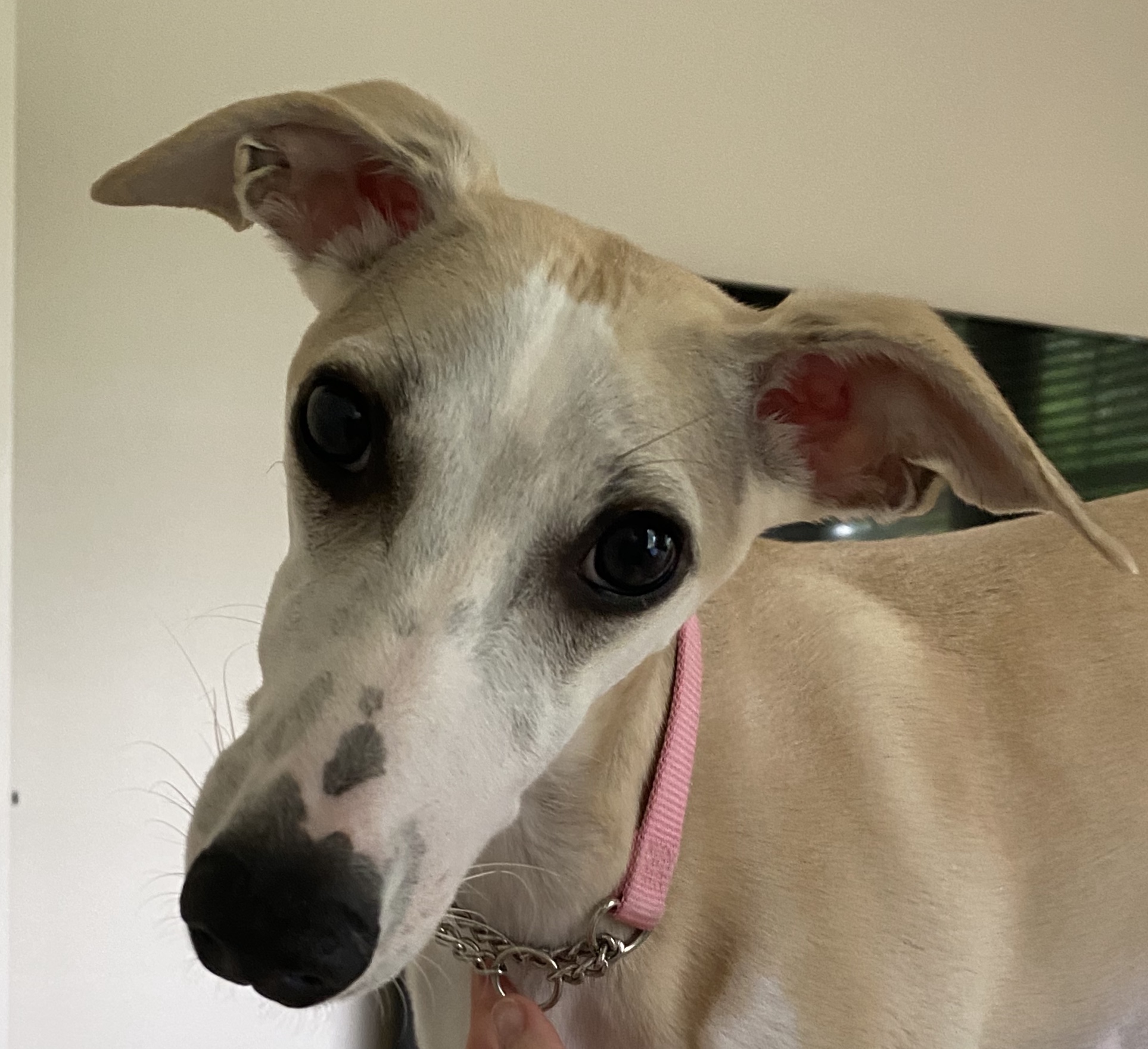 Available Rescue Whippets