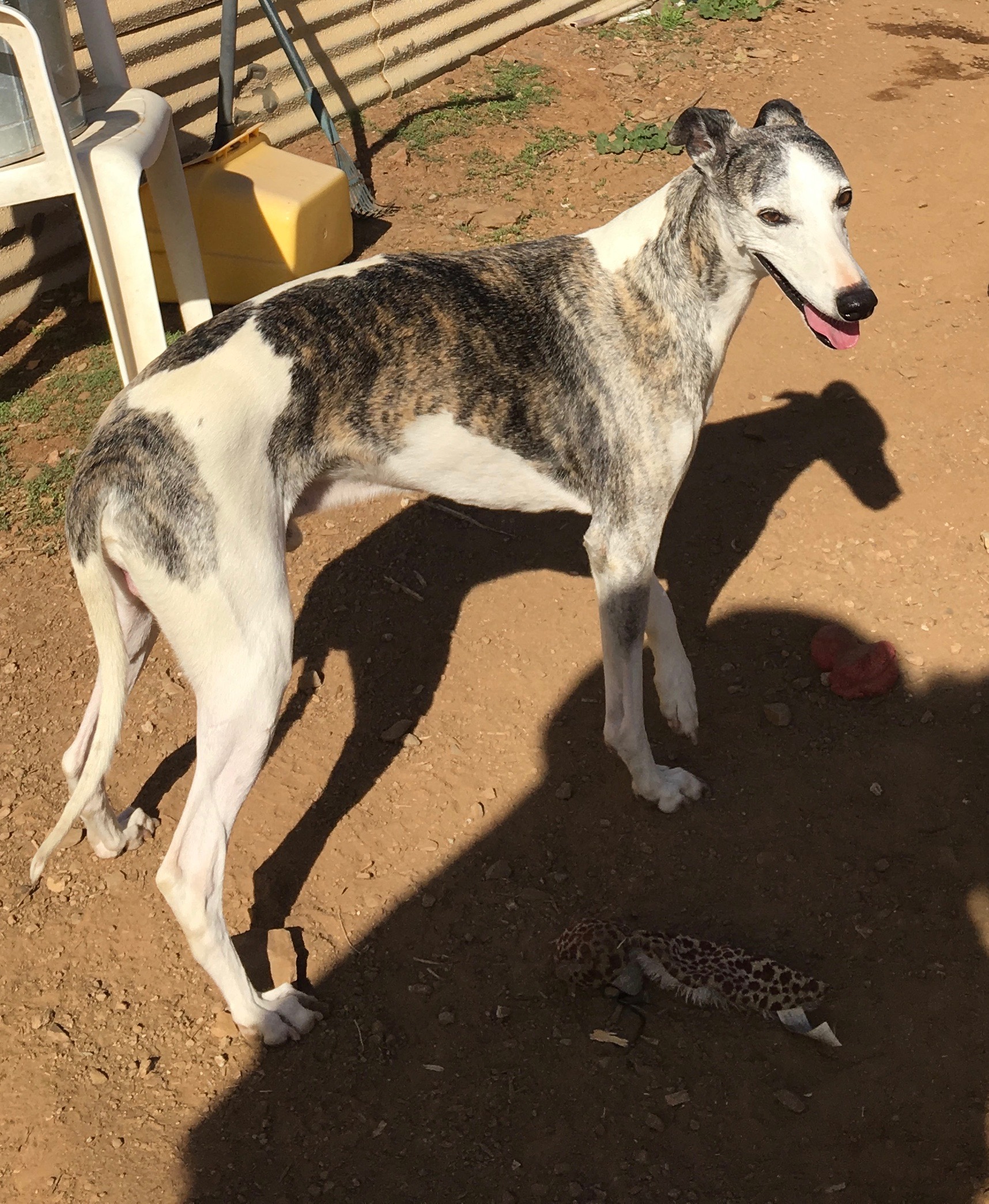 Available Rescue Whippets