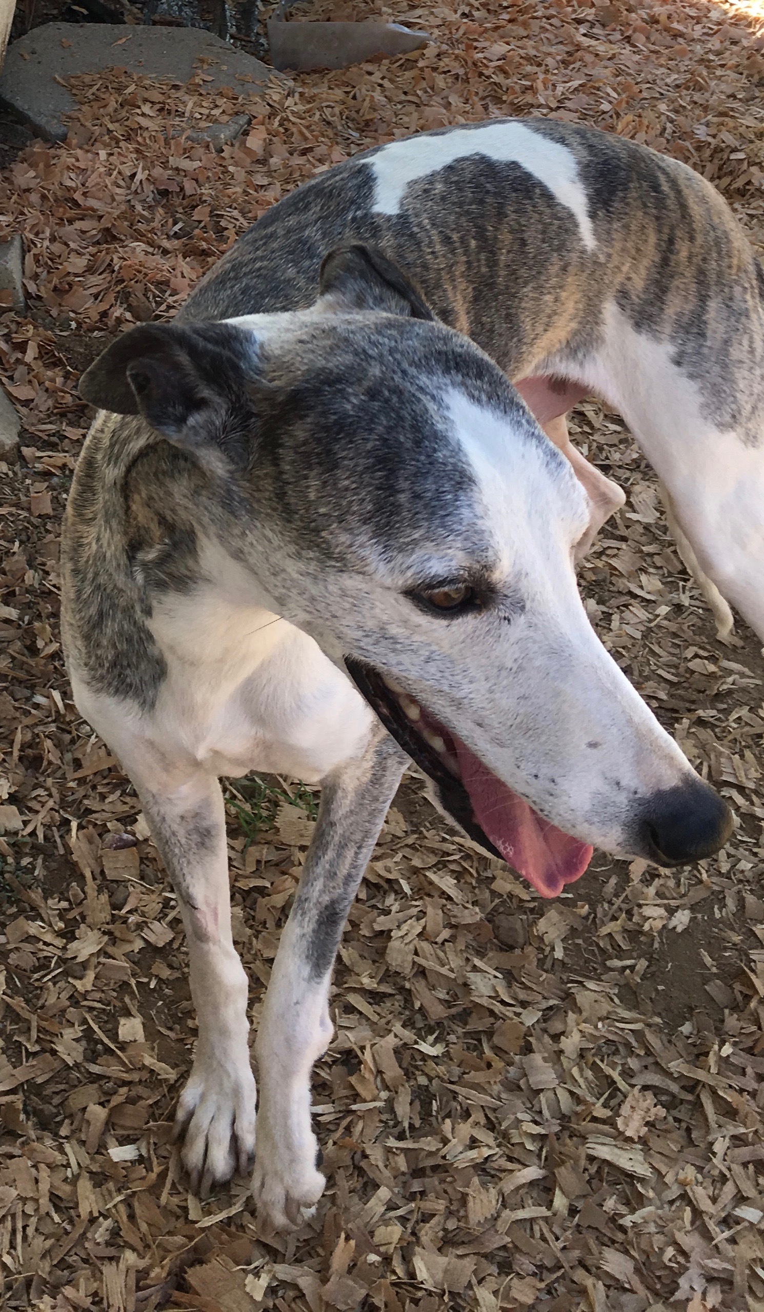 Available Rescue Whippets