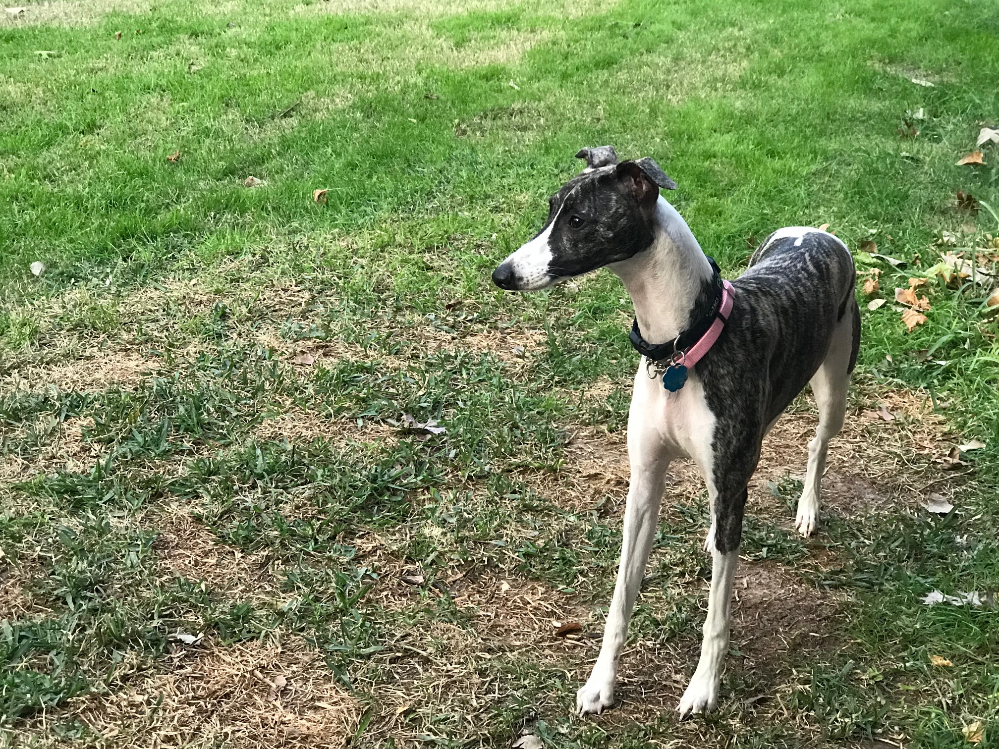 Available Rescue Whippets