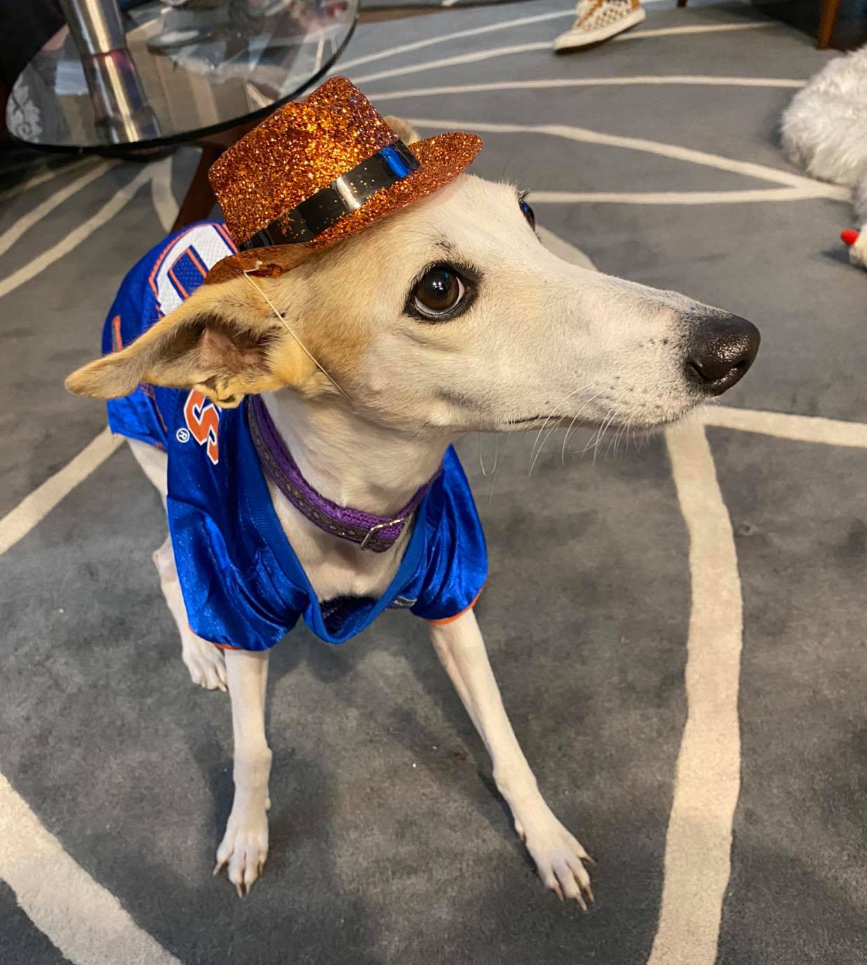 Available Rescue Whippets