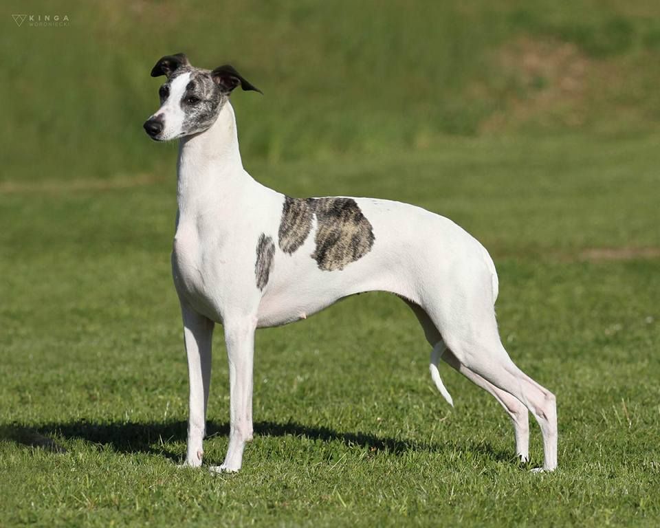 Whippet The Breed Archive