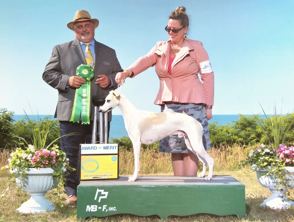 Whippet The Breed Archive