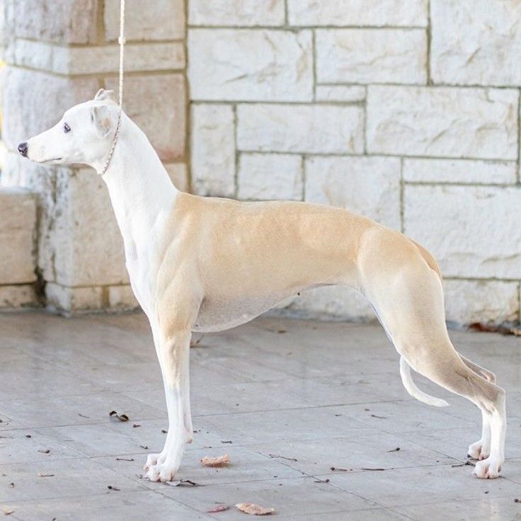 Whippet The Breed Archive