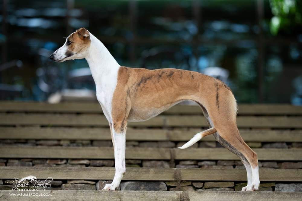 Whippet The Breed Archive