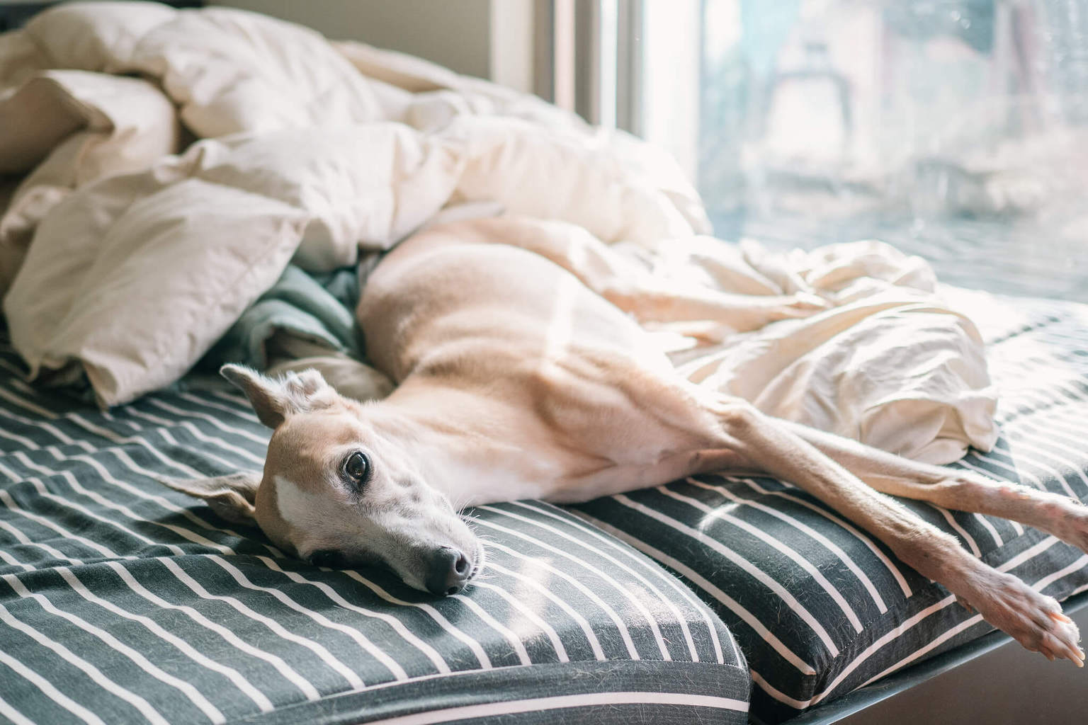 6 Best Dog Blankets For Whippets WhippetCentral