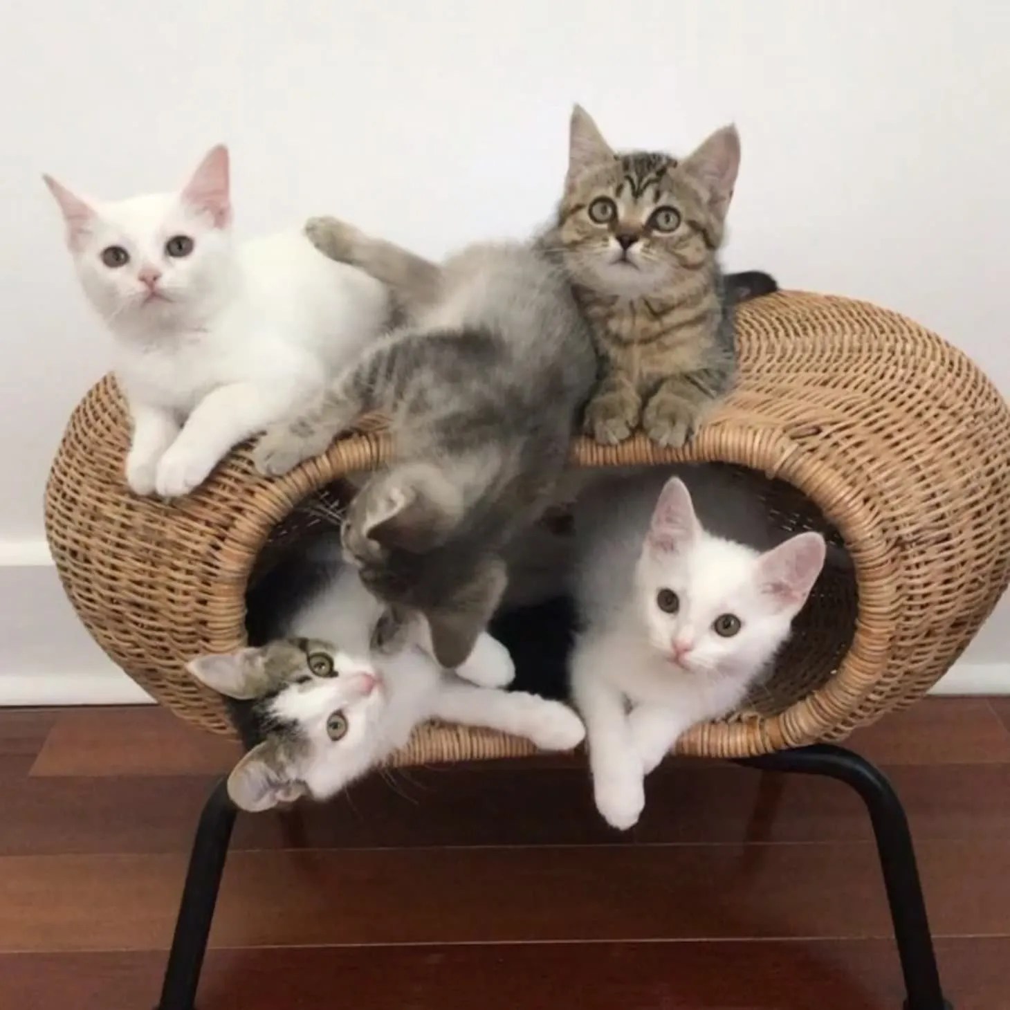 20+ Easy IKEA Hacks for Cats (and Cat Parents!) Whiskers Magoo