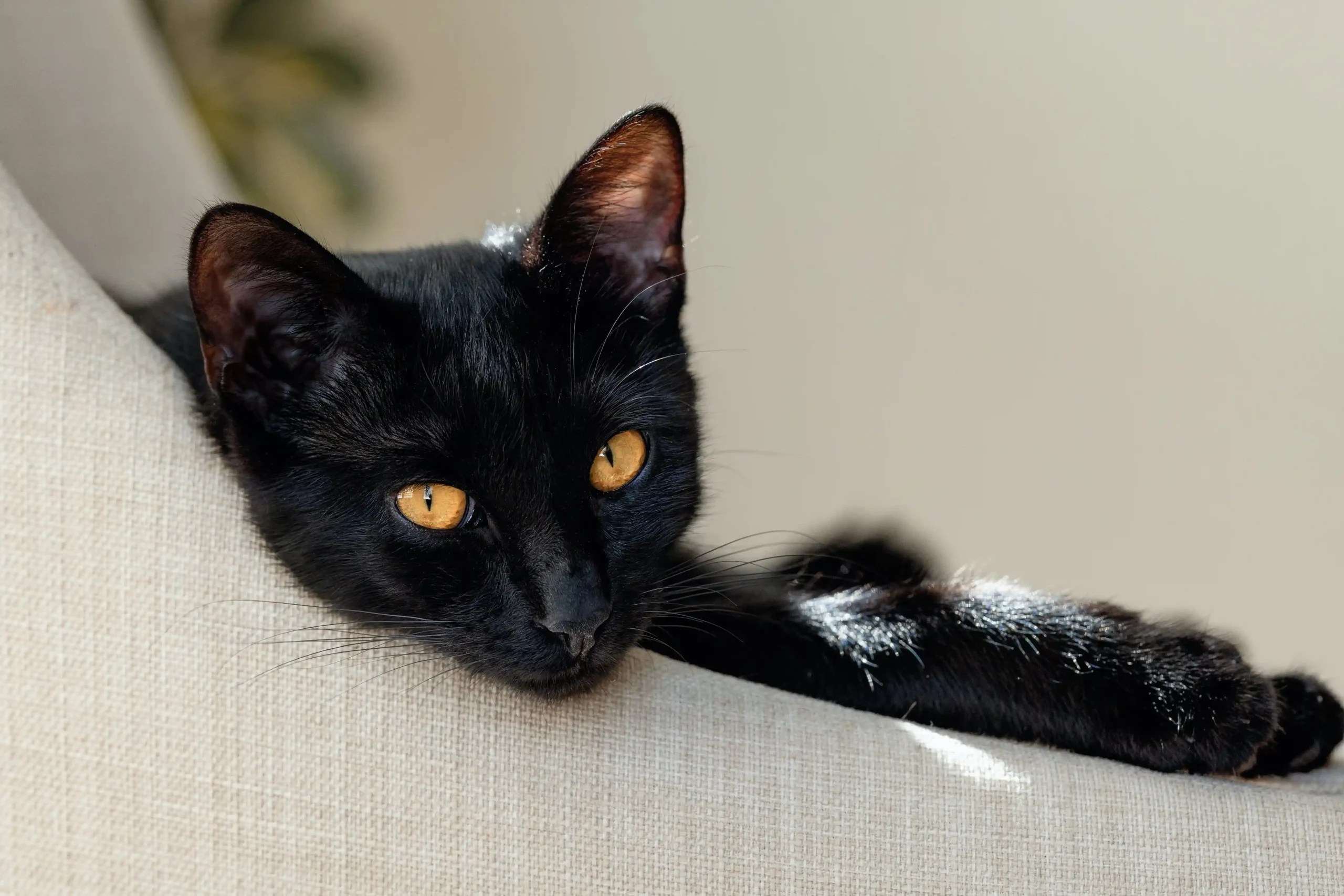 140 Funny Black Cat Names Whiskers Magoo