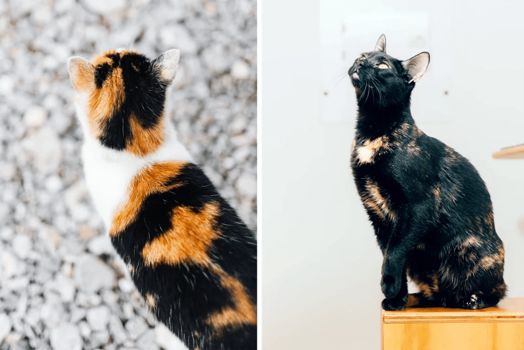 200 Cute Names for Tortoiseshell Cats Whiskers Magoo