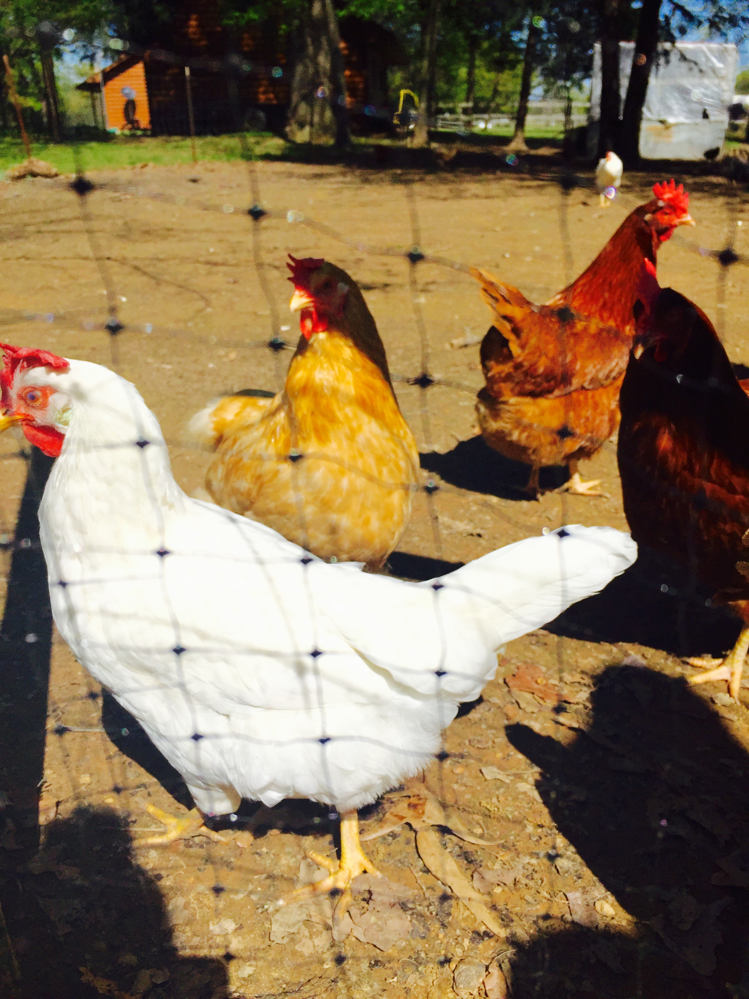 Hatch Chile Deviled Eggs Whisking Happiness