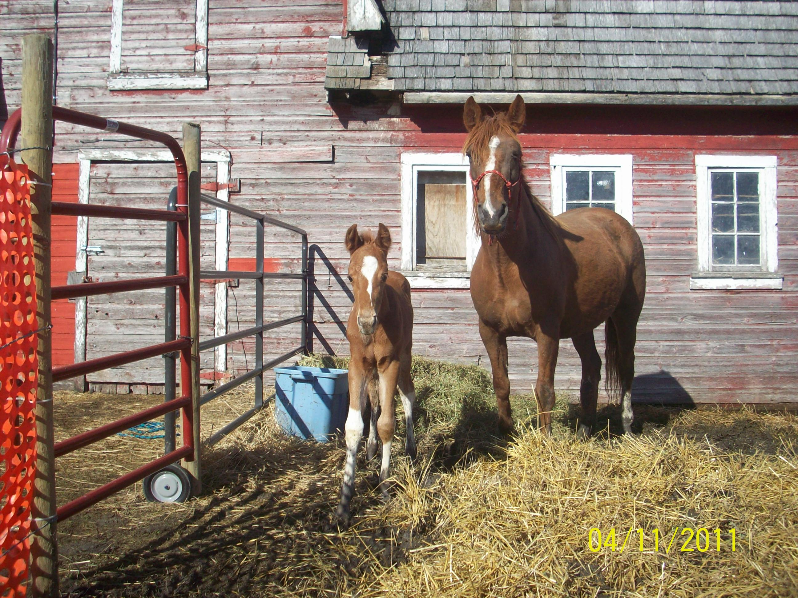 Whispering Pines Stables