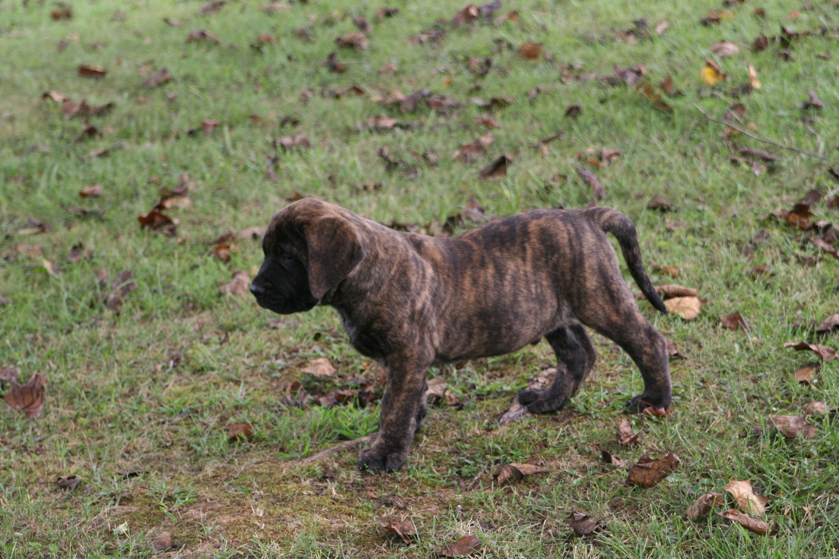 Mr Apricot Brindle Whispering Wind Bordeaux and Mastiffs