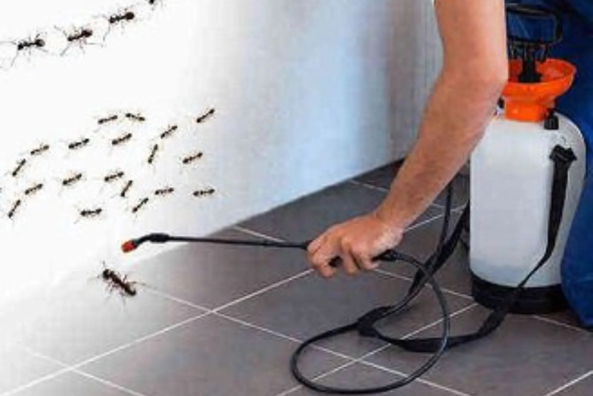 Discover Pest Control Costs in Dubai