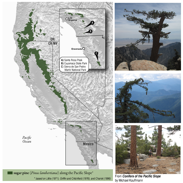 Sugar pine Whitebark Pine Ecosystem Foundation