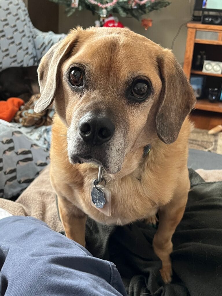 Quincy White Bear Animal Hospital