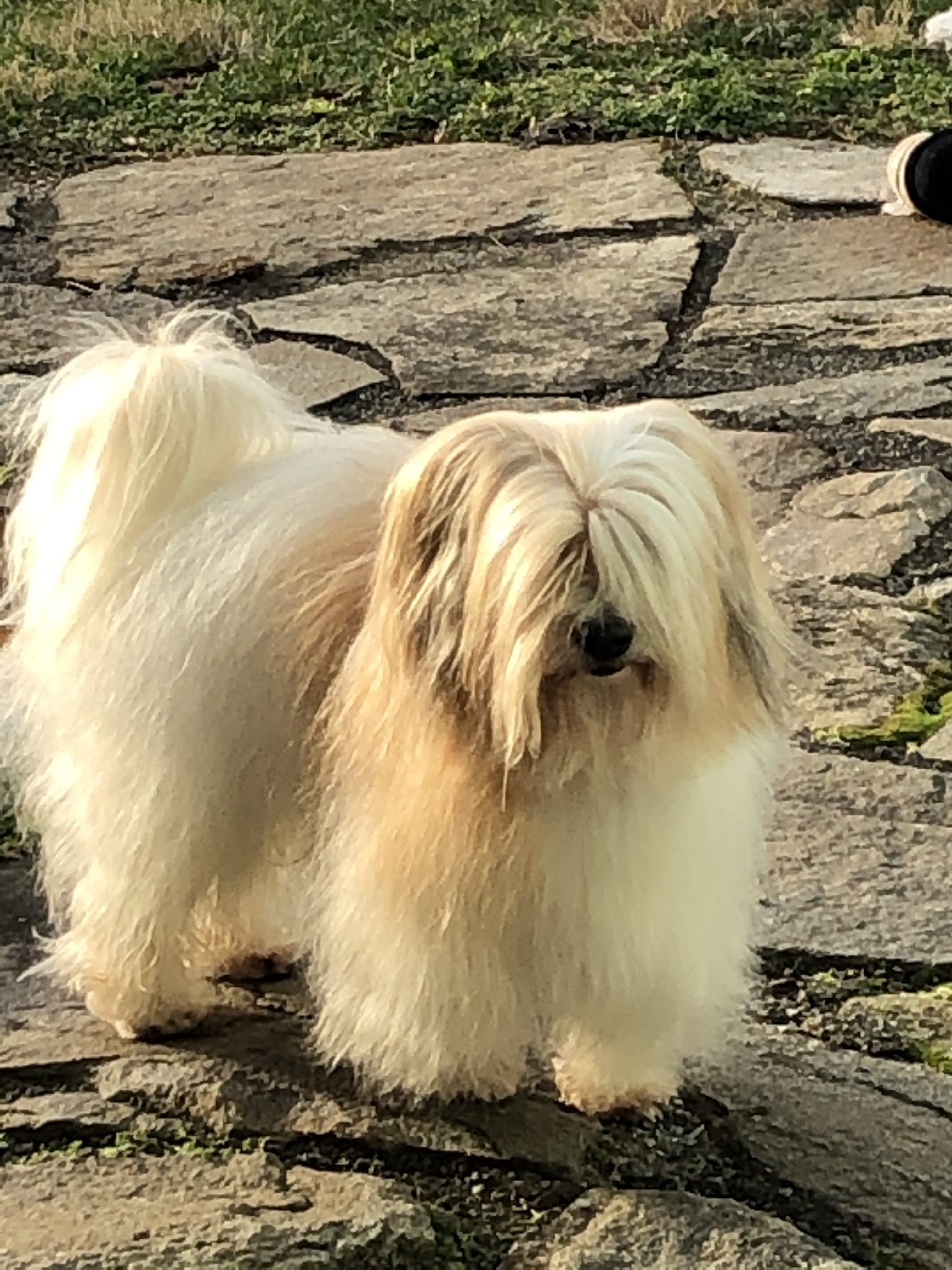 Malagasy Coton de Tulear litter whitebirchcotons